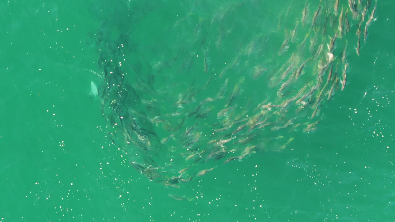 A denser arc of small fish sits near the upper right of clear turquoise water at Buzzards Beach, Baja California Sur, with small bubbles or light specks on the surface and no visible people.
