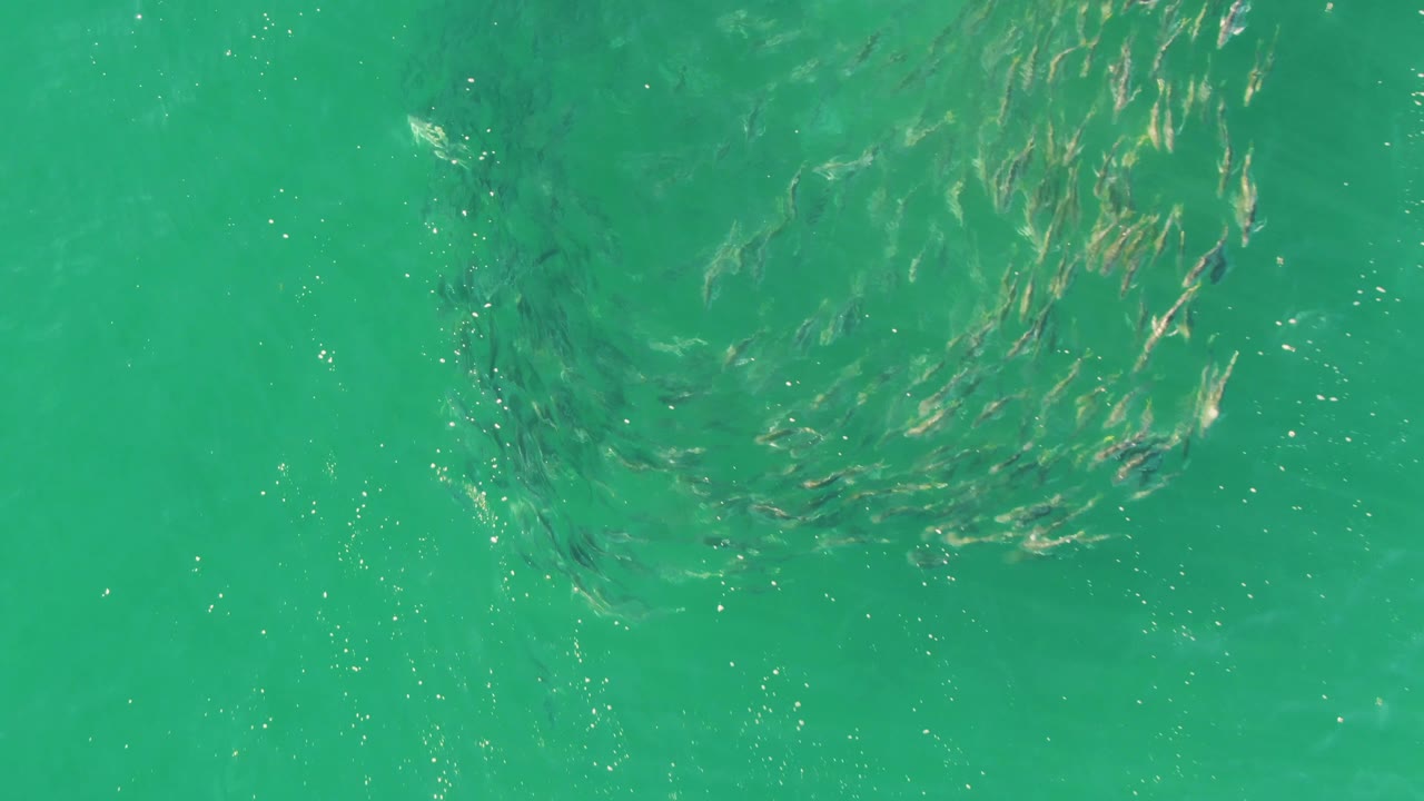 A school of small fish gathers beneath rippled turquoise water at Buzzards Beach, Baja California Sur, with no visible people.