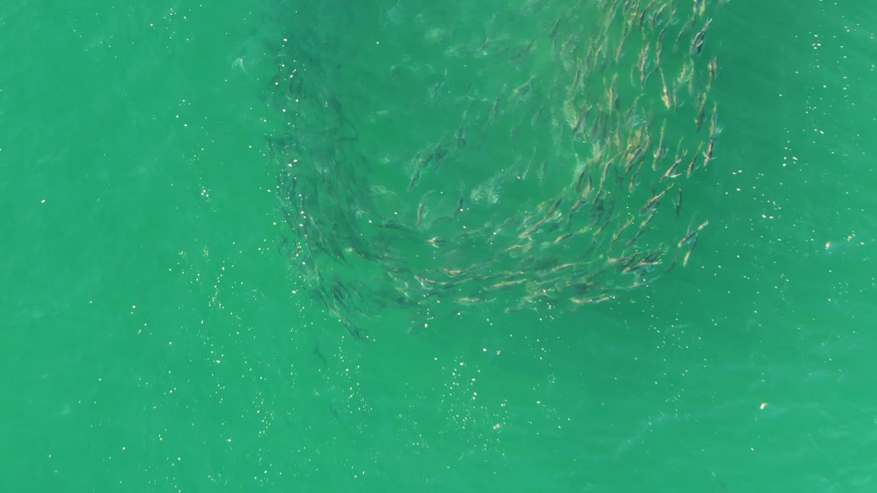 The fish school spreads into a looser shape in clear green-turquoise water at Buzzards Beach, with small surface highlights and no visible people.