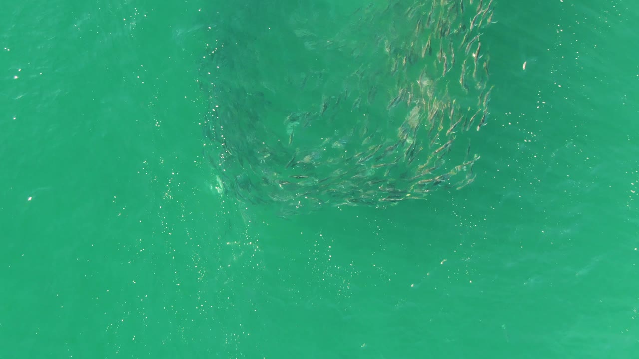 A denser cluster of fish sits below the turquoise water surface at Buzzards Beach, Baja California Sur, with ripples crossing the frame and no visible people.