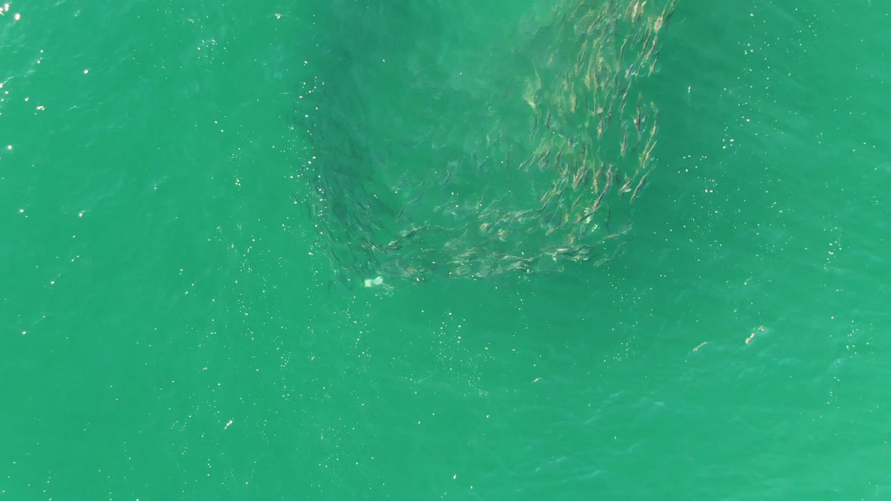 Fish school drifting through green ocean water