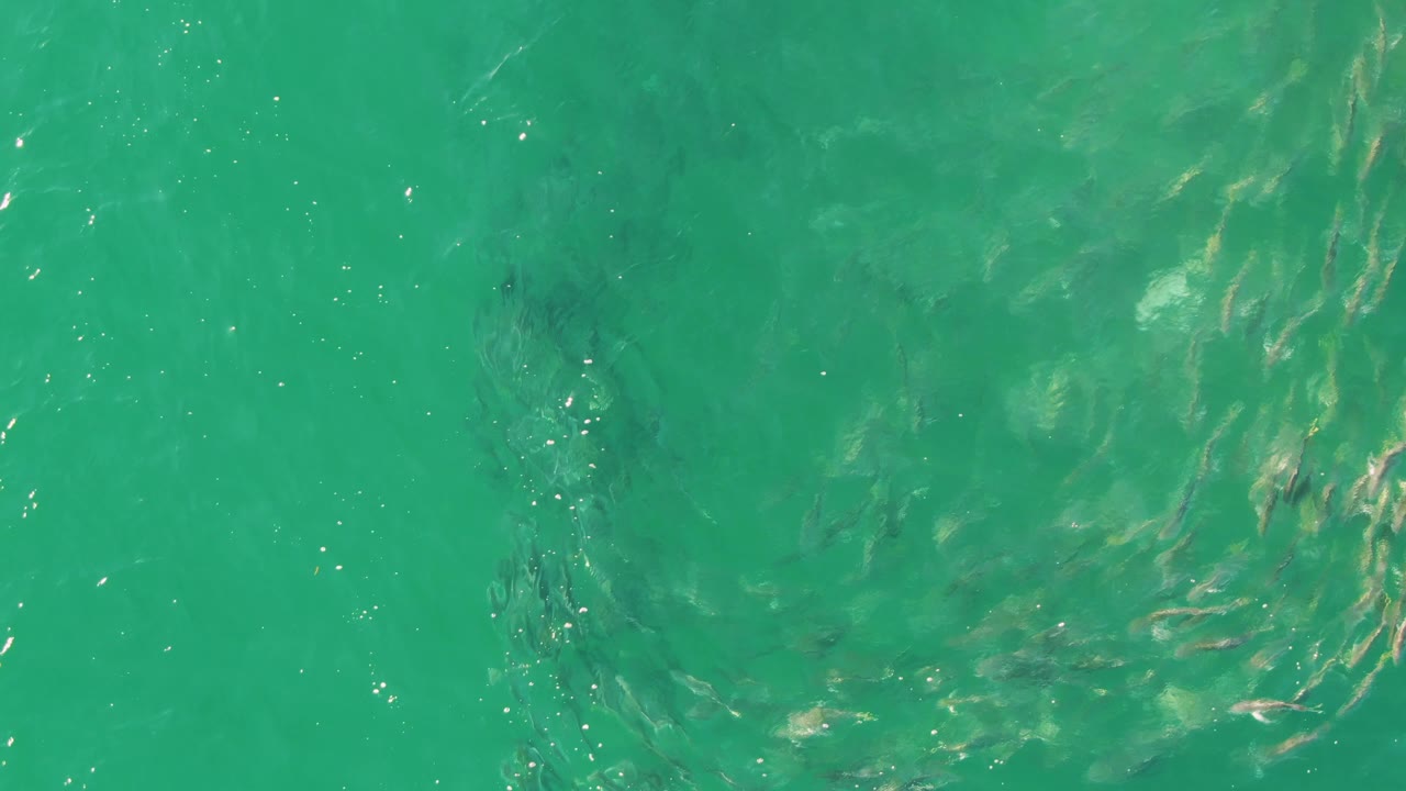Small fish school under turquoise rippled water