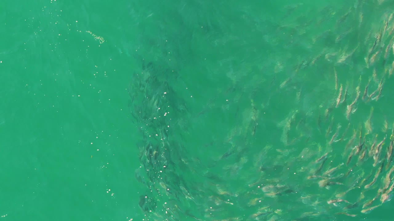 At Buzzards Beach in Baja California Sur, the fish school shifts slightly across green-blue water while silver highlights catch on the surface and no visible people appear.