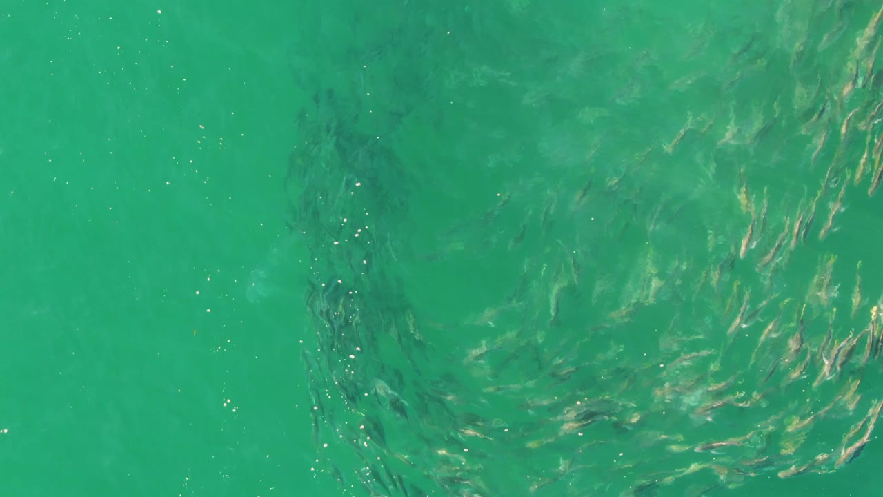 At Buzzards Beach in Baja California Sur, a darker cluster of small fish sits left of brighter rippled water, with the school visible below the surface and no visible people.