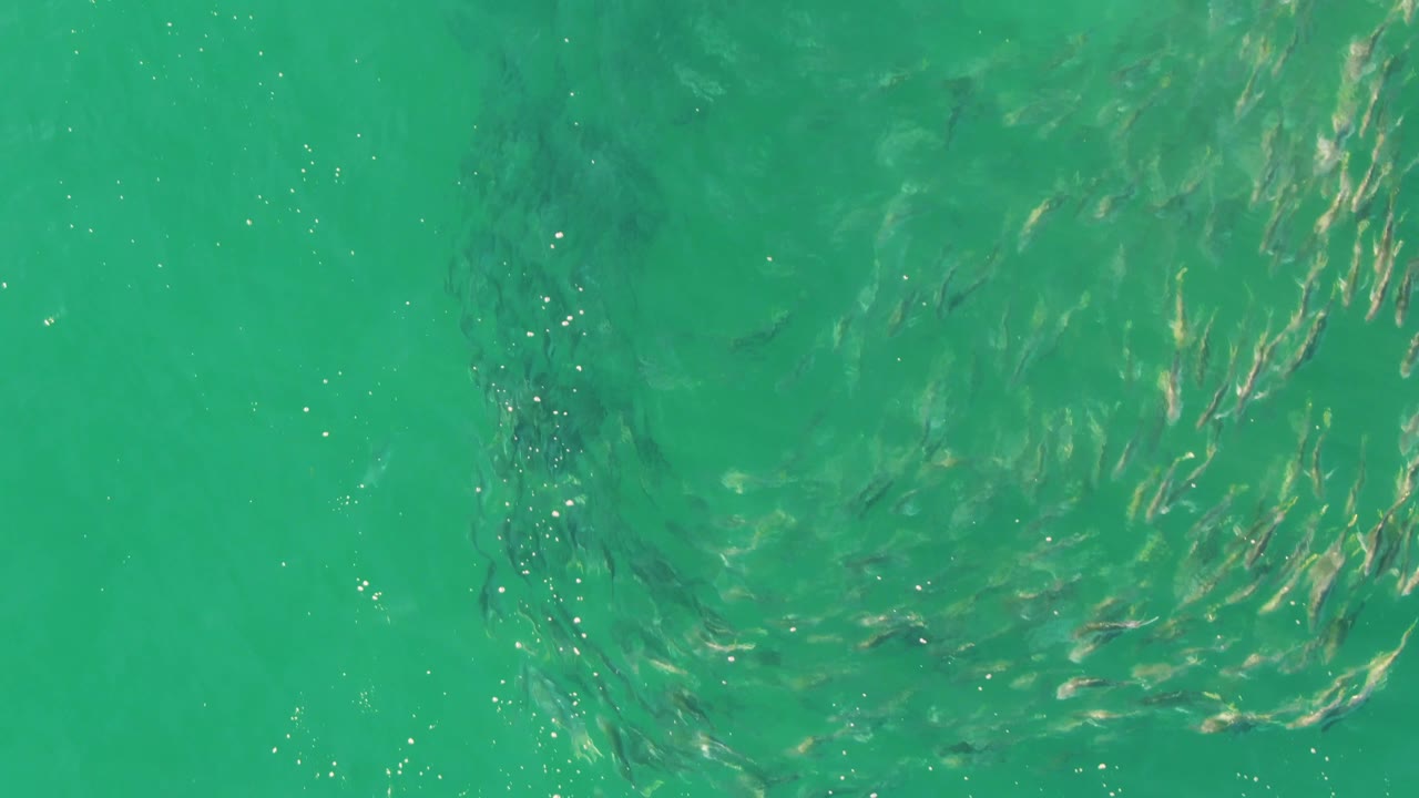 At Buzzards Beach in Baja California Sur, the school lengthens beneath the turquoise surface, with a darker leading edge and scattered bubbles, and no visible people.