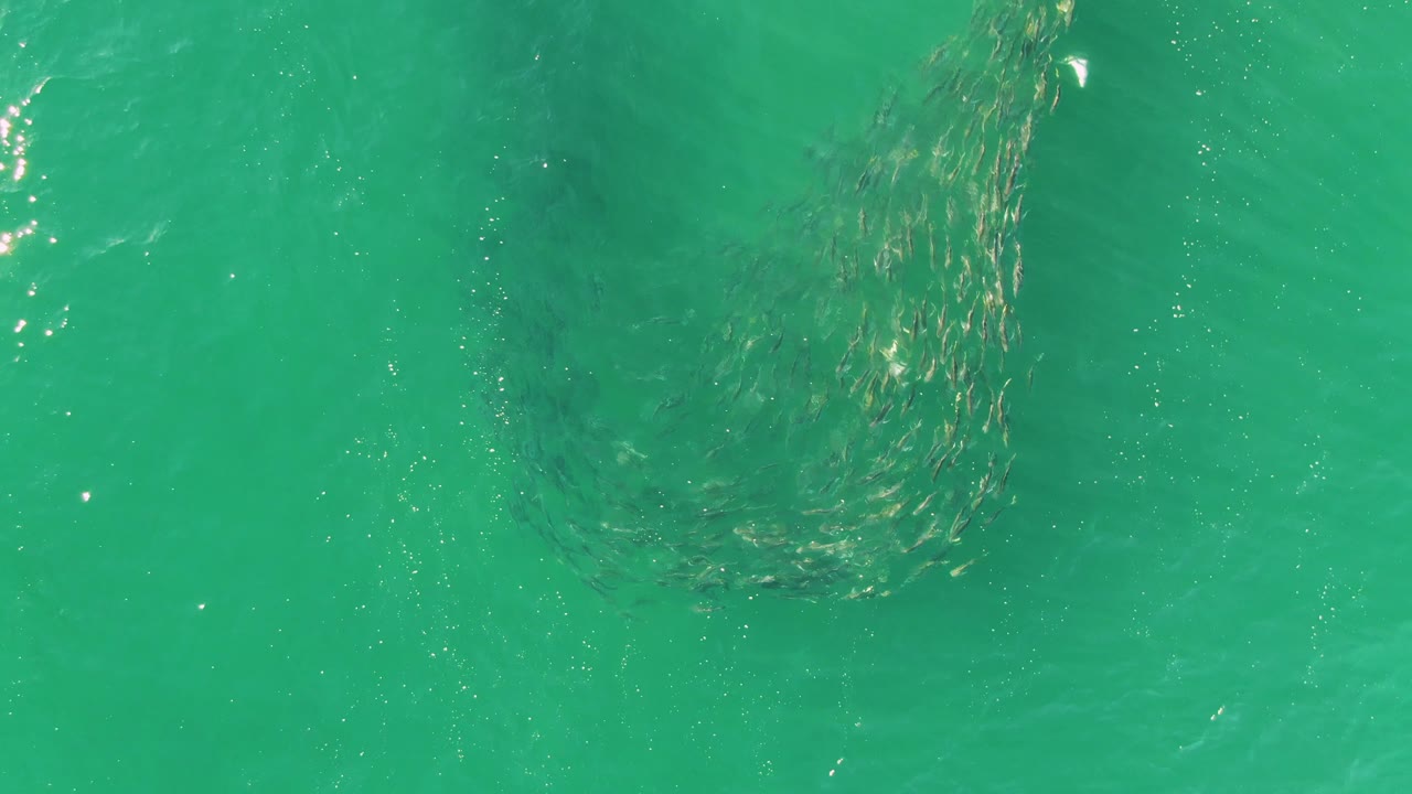 Small fish school under turquoise water with surface ripples.