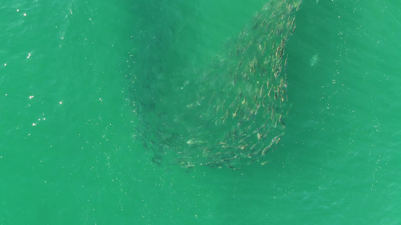 The fish school shifts into a longer vertical cluster below clear green-blue water at Buzzards Beach, with no visible people.