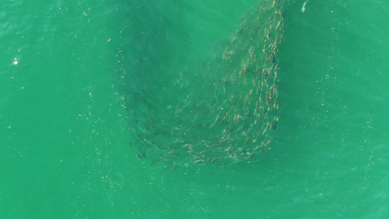 A compact patch of schooling fish sits beneath rippled turquoise ocean water in Buzzards Beach, Baja California Sur, with no visible people.