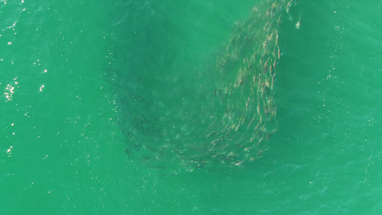 The school of small fish curves under clear turquoise water at Buzzards Beach as bright surface flecks appear near the left edge, with no visible people.