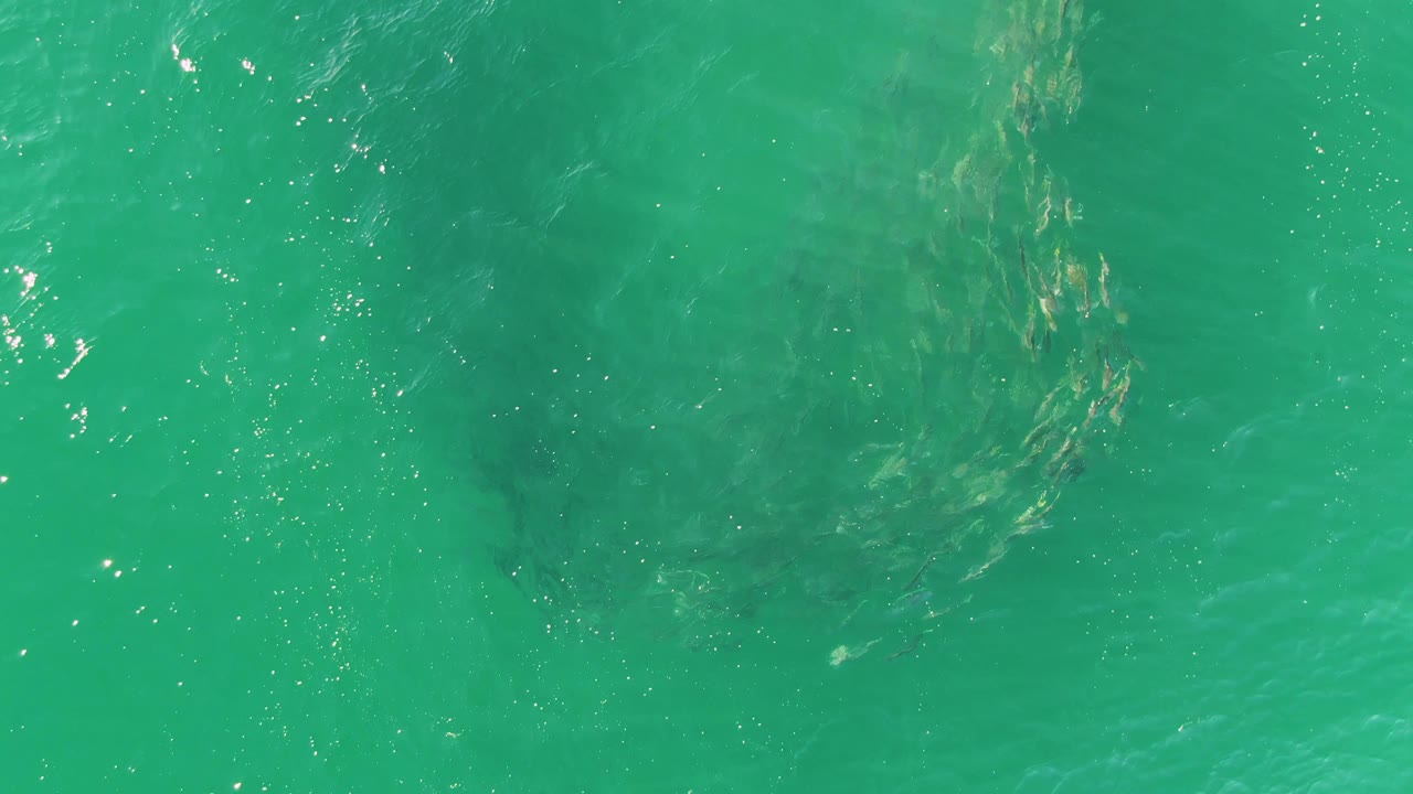 School of fish below turquoise ocean ripples