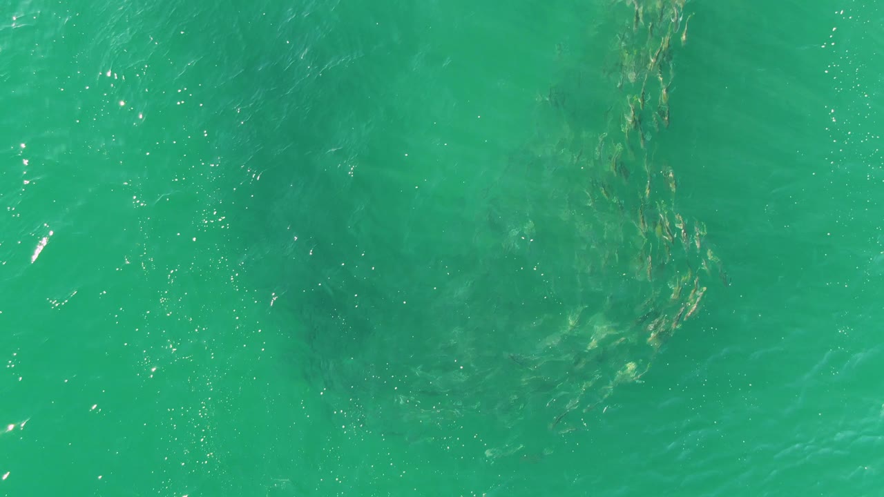 At 0:01, the fish school appears farther across the clear green-blue water, with a bright cluster of surface glints nearby and no visible people.