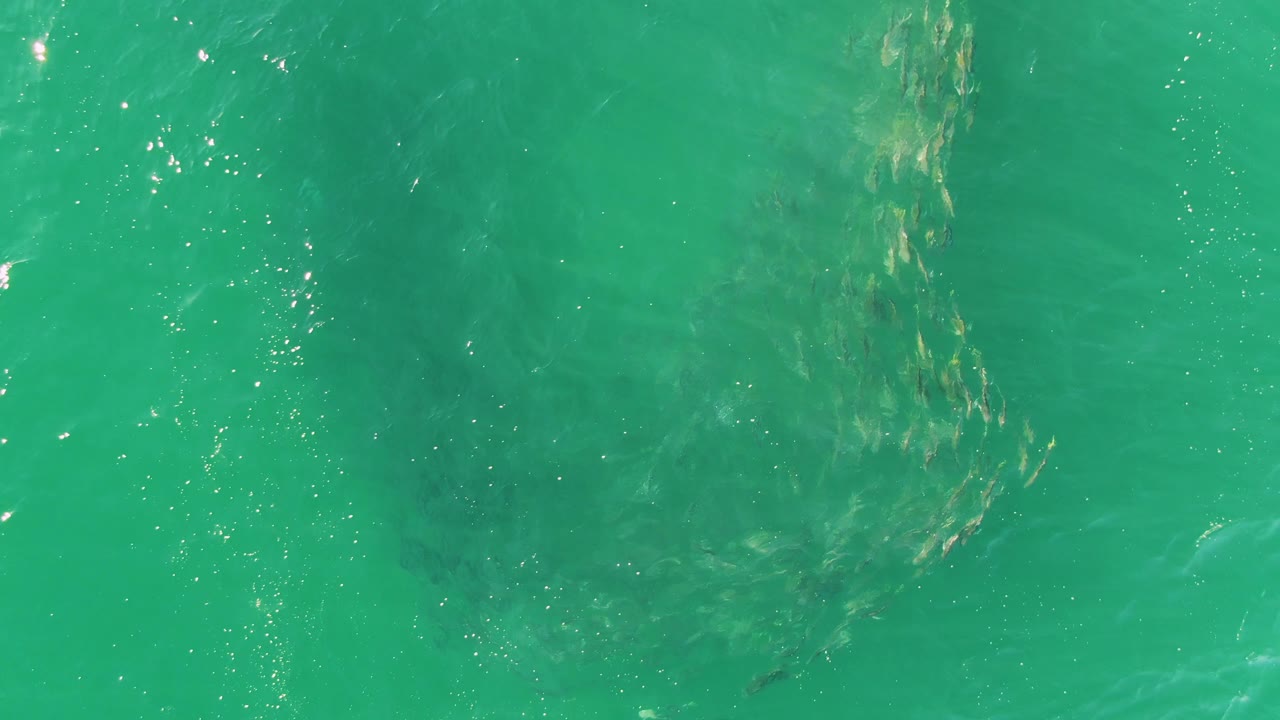At 0:02, a compact group of fish sits beneath turquoise water at Buzzards Beach, with fine bubbles or surface texture visible and no visible people.