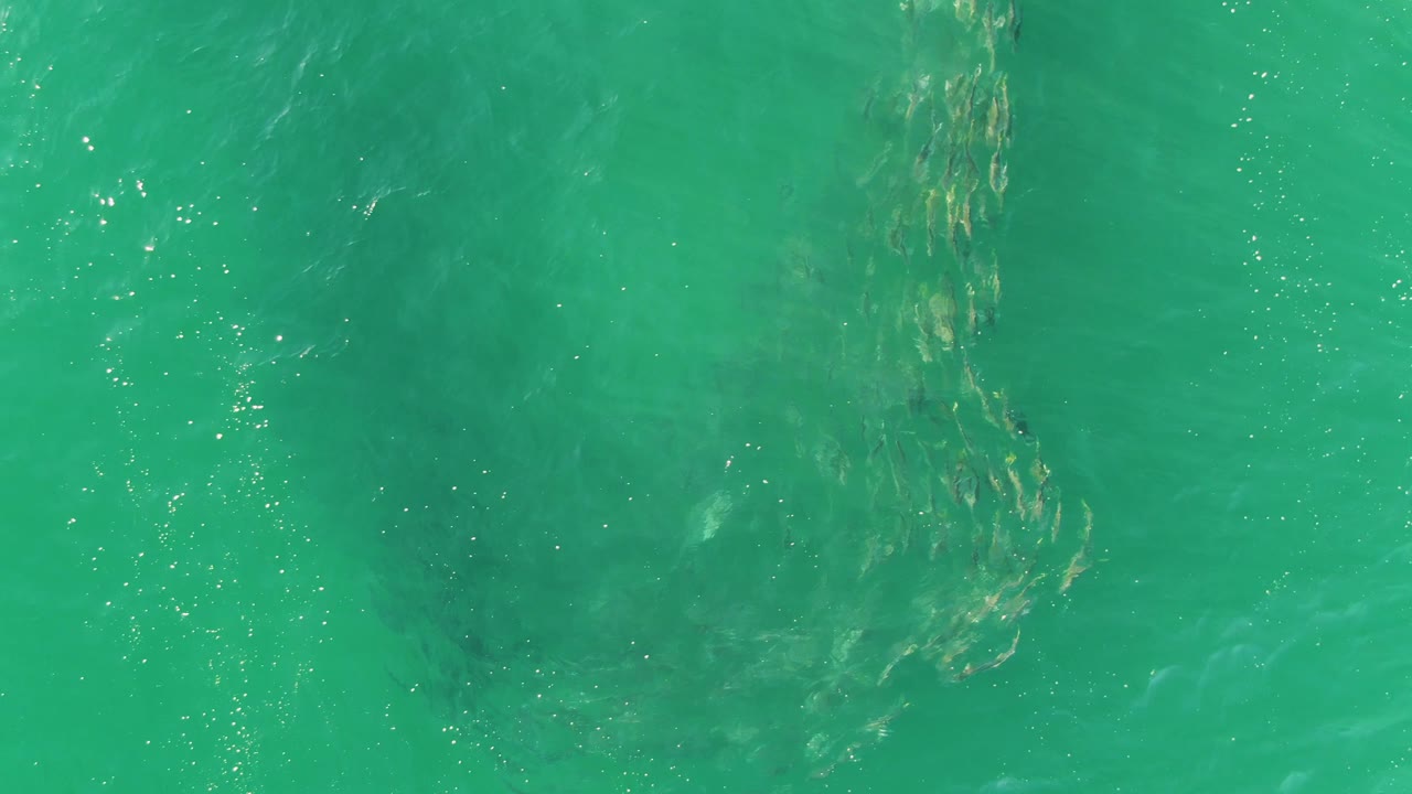 At 0:03, the fish school remains visible beneath rippled turquoise water, with the surrounding sea filling the entire frame and no visible people.