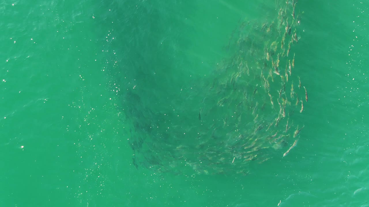 Small fish schooling beneath clear turquoise ocean water.