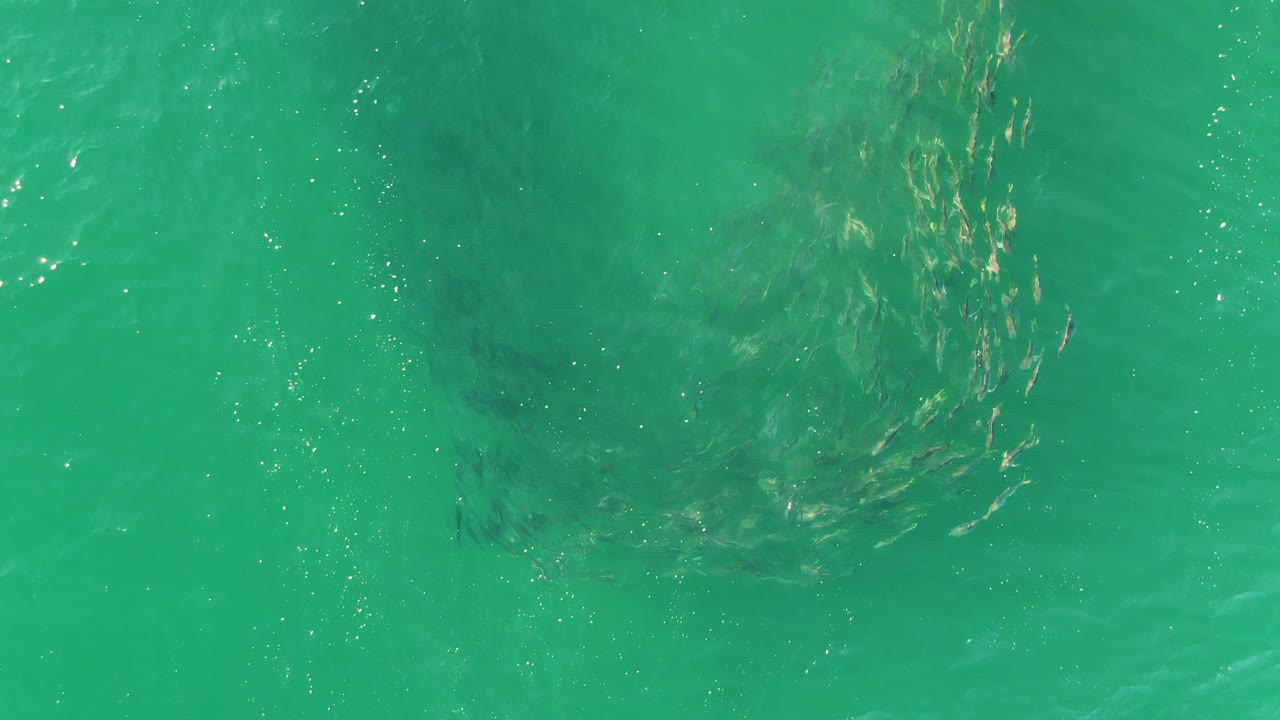A dense group of small fish gathers near the center of clear green-blue water at Buzzards Beach, Baja California Sur, with bright surface sparkle and no visible people.
