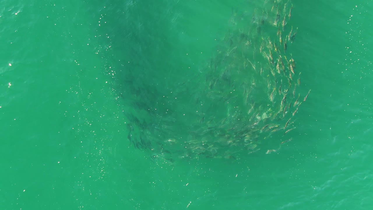 Small fish curve into a partial ring below turquoise ocean water at Buzzards Beach, Baja California Sur, with faint darker patches below and no visible people.