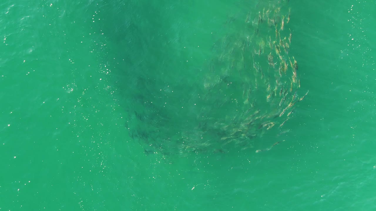 An overhead frame shows small fish grouped left of center below clear turquoise water at Buzzards Beach, Baja California Sur, with tiny surface bubbles and no visible people.