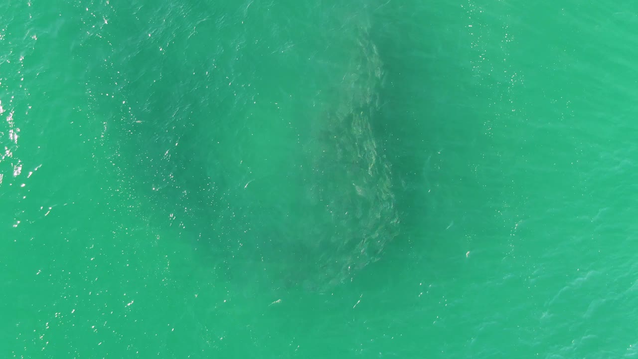 At Buzzards Beach in Baja California Sur, a dark marine animal form is visible under bright turquoise water near the start of the clip, with no visible people.