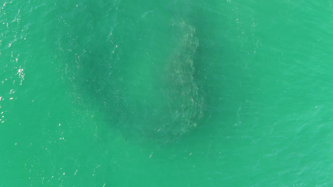 At Buzzards Beach in Baja California Sur, the submerged animal reads as a softer dark shape beneath rippled green-blue water, with no visible people.