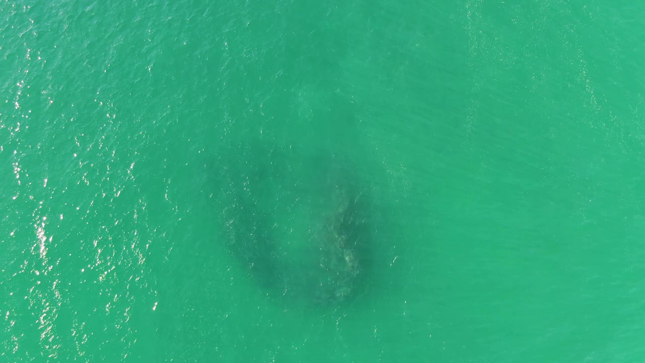 A dark large marine animal shape appears beneath turquoise water at Buzzards Beach, Baja California Sur, with sun glints on the surface and no visible people.