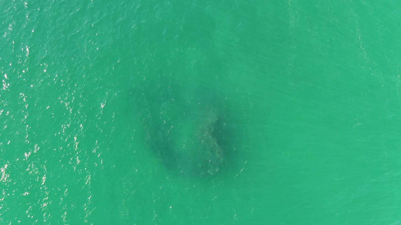 The animal's dark underwater form sits near the center of clear green-blue water at Buzzards Beach, with small surface texture and no visible people.