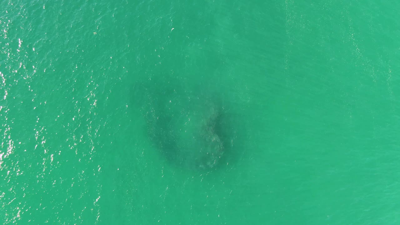 A dark submerged animal shape remains visible below the rippled turquoise sea surface at Buzzards Beach, with brighter water texture to one side and no visible people.
