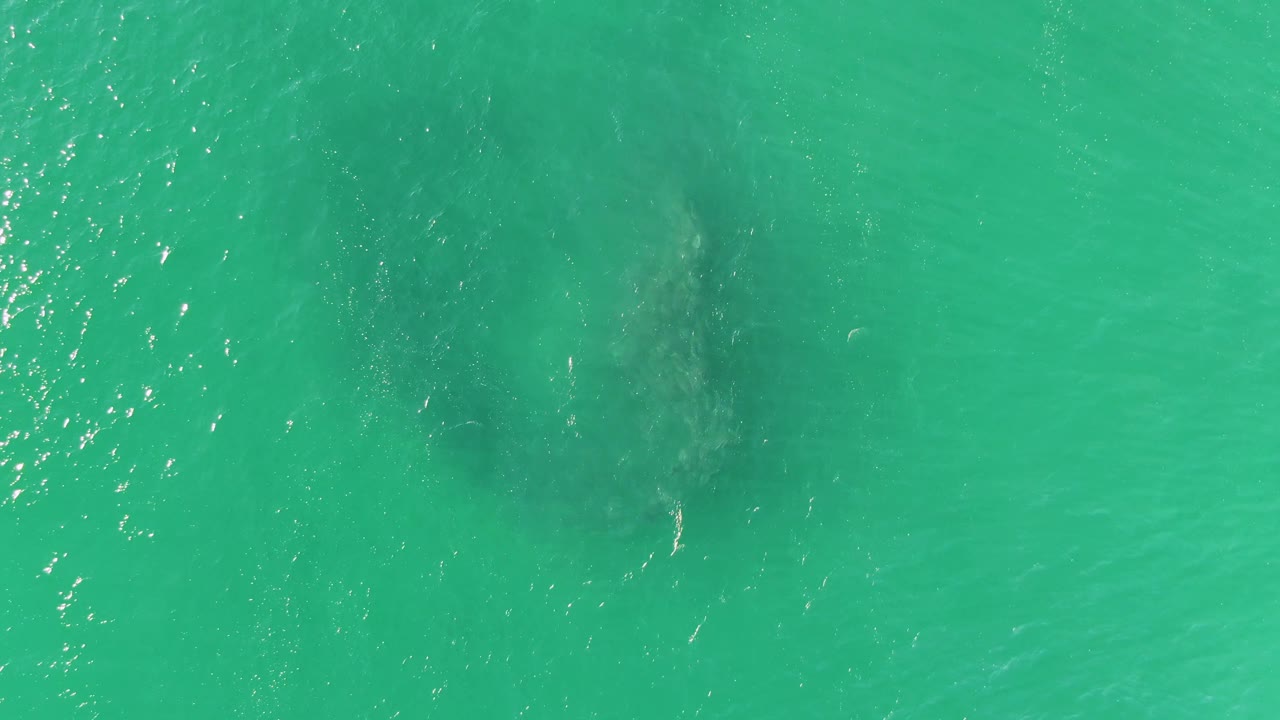 Turquoise ocean water with a dark school of fish below the surface