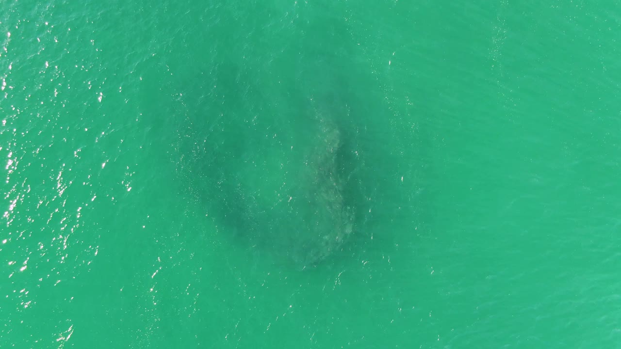 Overhead frame from Buzzards Beach shows the fish school more centered under rippled turquoise water, with bright surface reflections and no visible people.