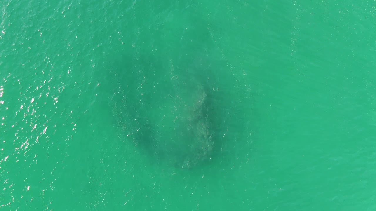 Aerial view at Buzzards Beach with a circular dark fish school under clear turquoise water, small ripples crossing the surface, and no visible people.