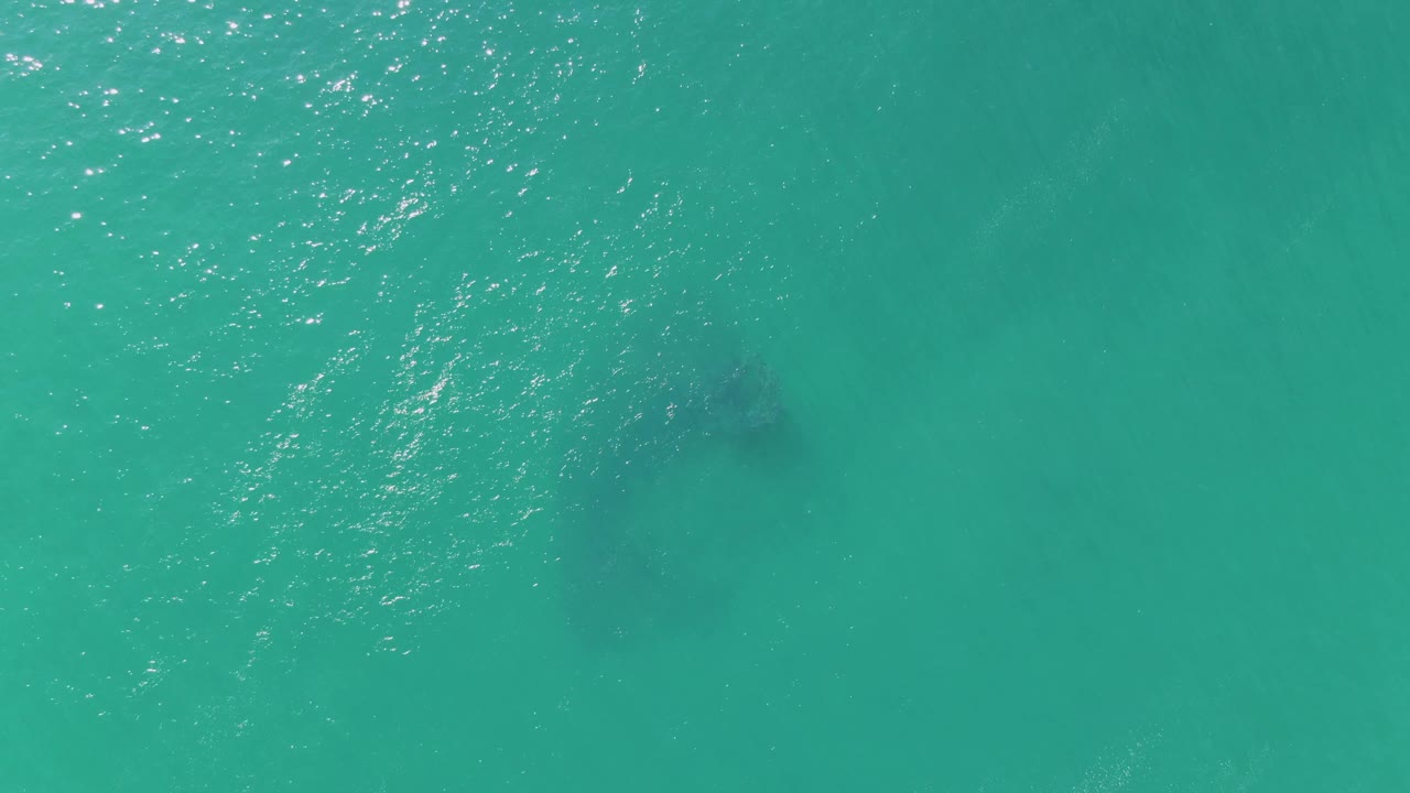Turquoise ocean surface with a dark marine animal shape below