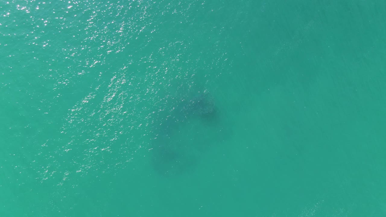 Overhead frame from Buzzards Beach shows the dark animal form slightly farther through the shallow turquoise water, with sun glare crossing the rippled surface and no visible people.