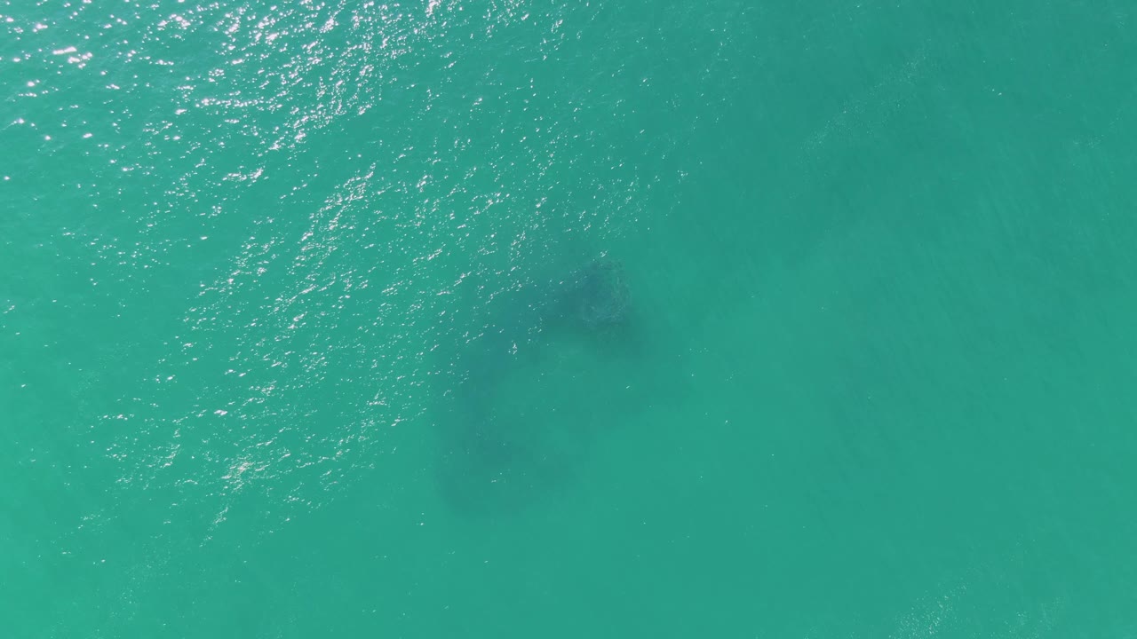 Top-down Buzzards Beach frame with open turquoise sea, a dark submerged animal shape near the upper center, and small white highlights on the water, with no visible people.