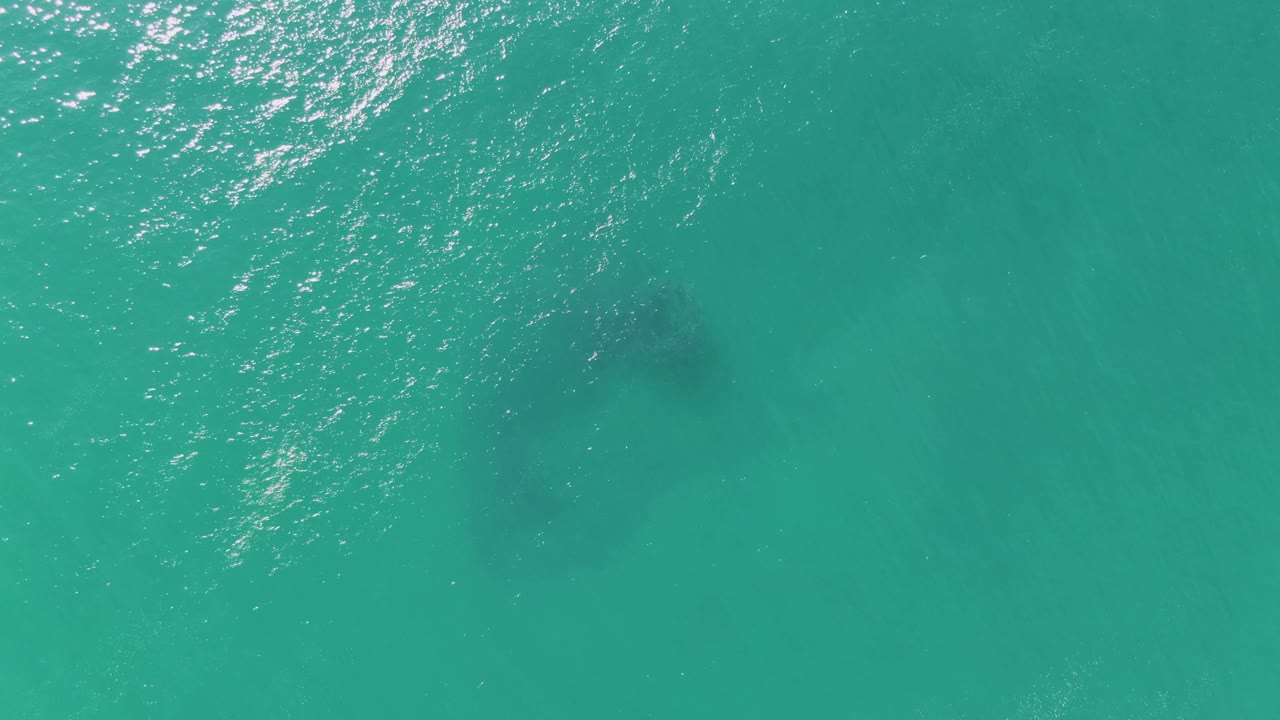 Overhead view at Buzzards Beach shows rippled sunlight across turquoise water and the submerged animal as a darker shape below the surface, with no visible people.