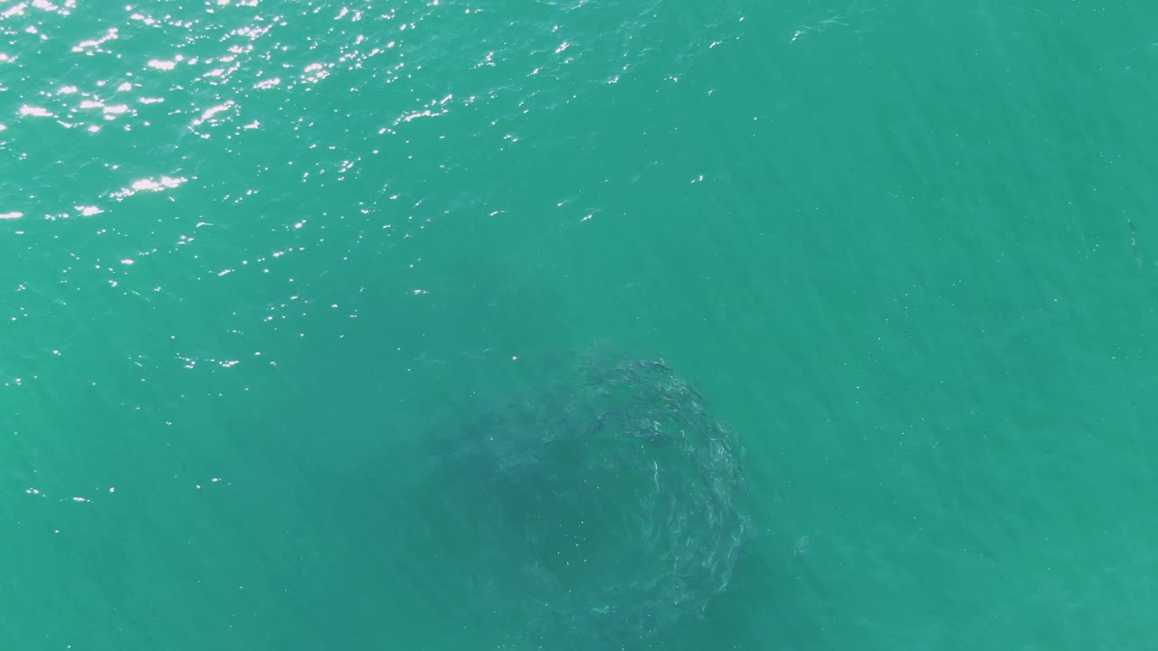 Turquoise ocean surface with a dark school of fish below.