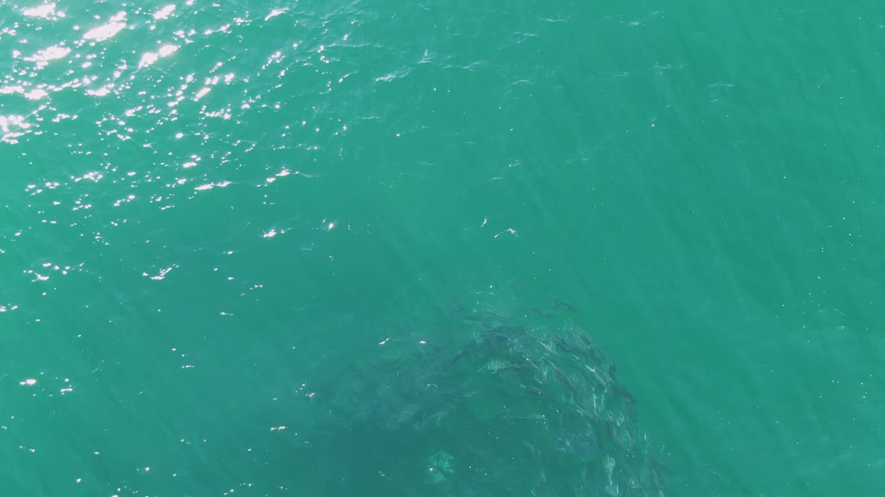 At Buzzards Beach in Baja California Sur, clear turquoise water shows the dark fish school near the lower center-left while brighter ripples cross the upper left, with no visible people.