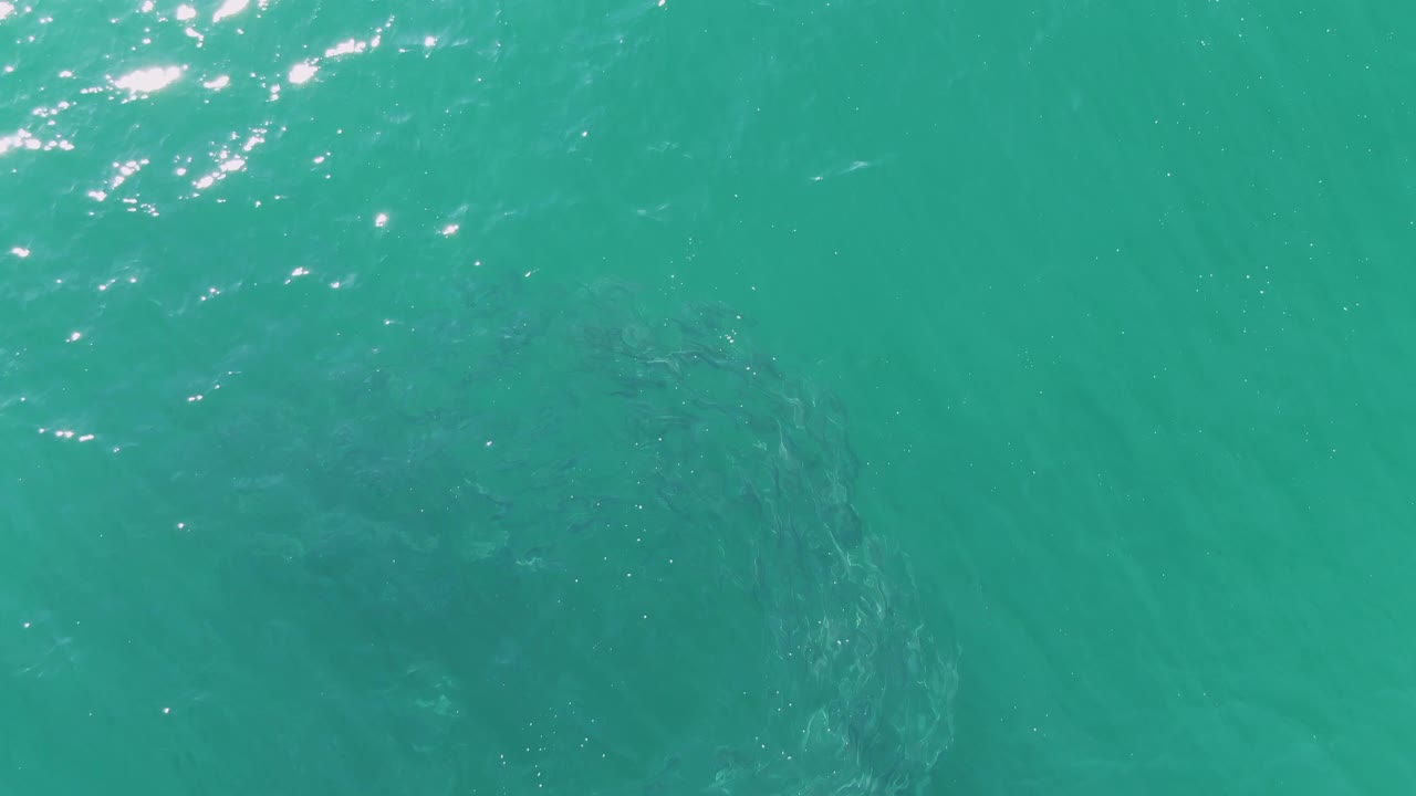 Turquoise ocean fills the frame at Buzzards Beach, Baja California Sur, with bright surface highlights near the top and the submerged animal form lower in the shot, no visible people.
