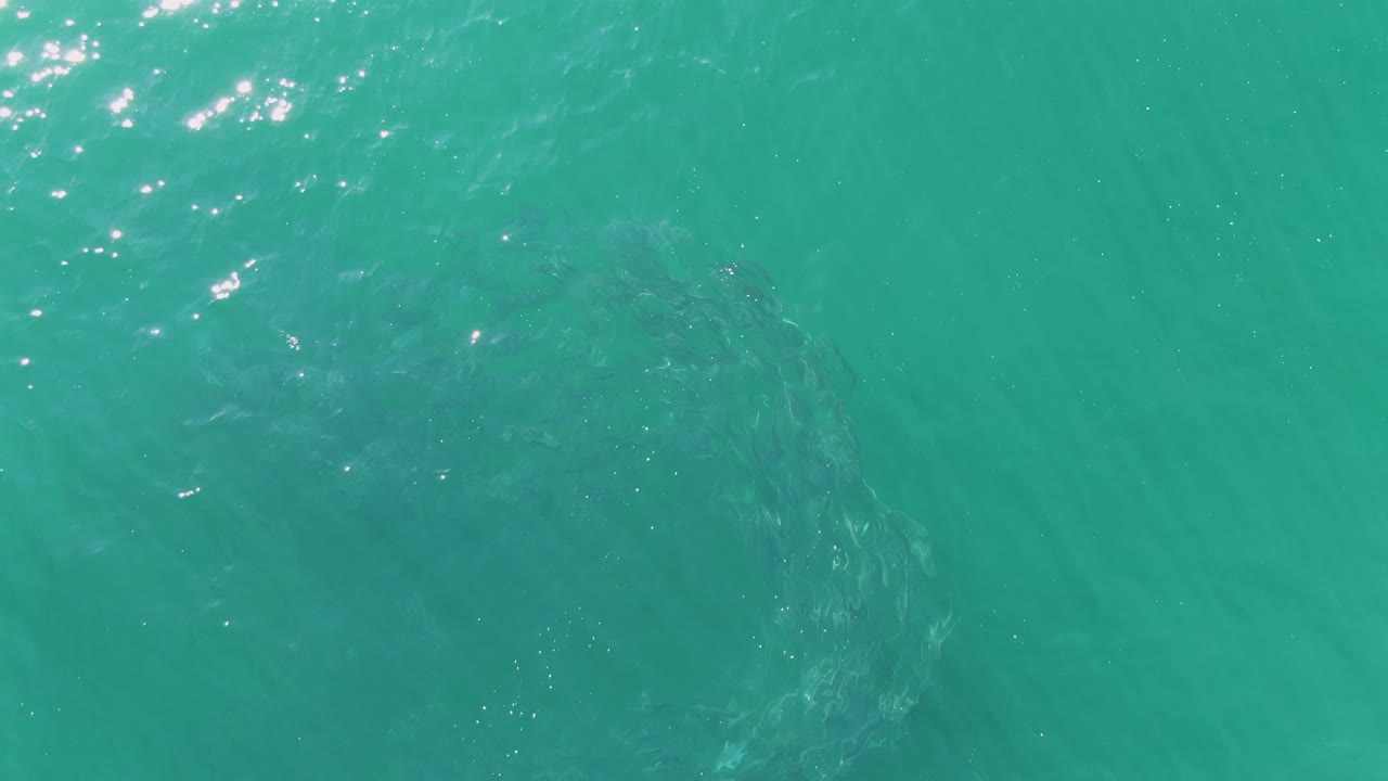 Large dark marine animal shape under teal water with ripples around it.