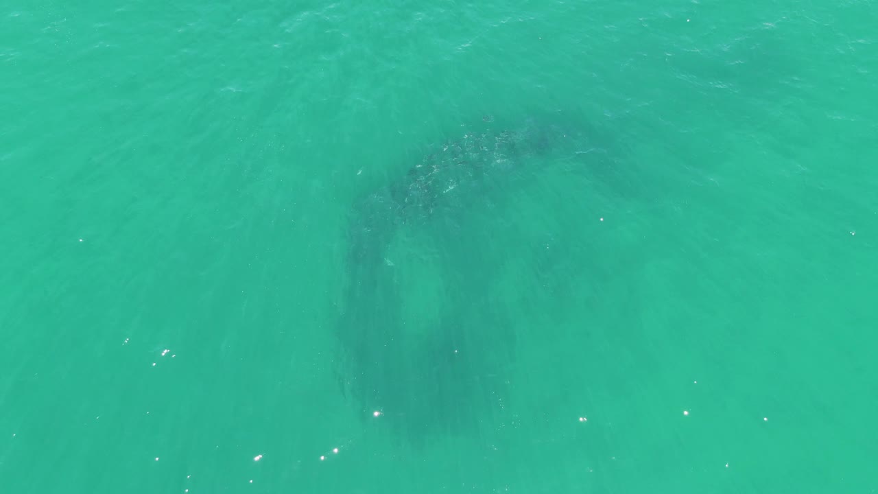 Overhead view of turquoise water at Buzzards Beach, Baja California Sur, with a dark whale shape faintly visible beneath the surface and no visible people.