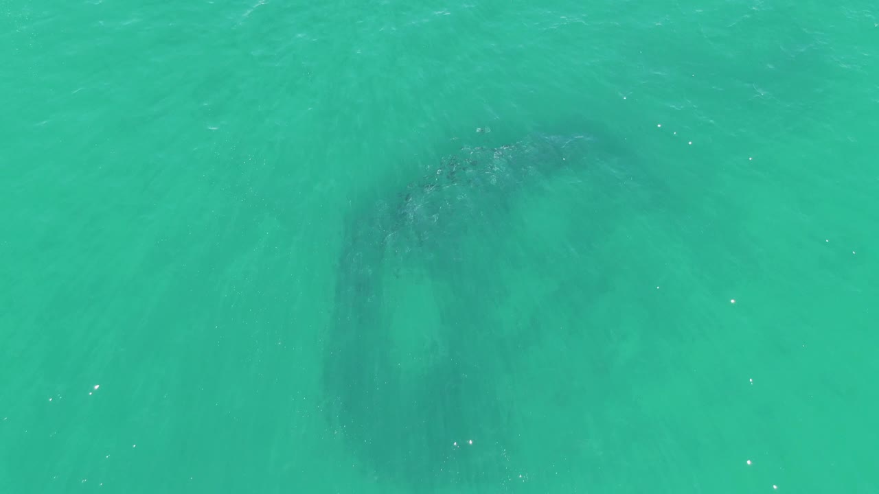 Aerial frame over Buzzards Beach water showing the whale's dark body slightly more centered under the transparent turquoise surface, with no visible people.