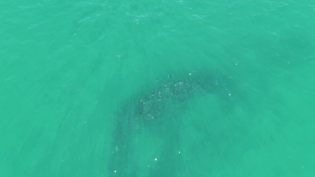 Turquoise ocean at Buzzards Beach with the whale silhouette visible below a lightly rippled surface and small bright reflections, no visible people.