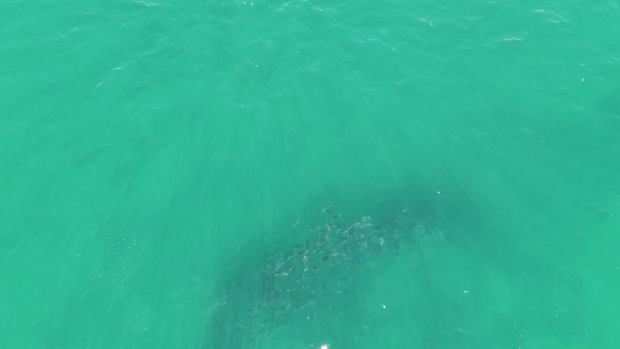 Clear blue-green water with submerged whale form near the lower frame