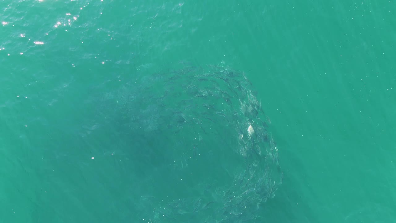 A dark whale shape sits below clear turquoise water at Buzzards Beach, Baja California Sur, with faint surface ripples and no visible people.