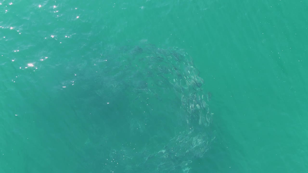 Whale body faintly visible under rippled blue-green water