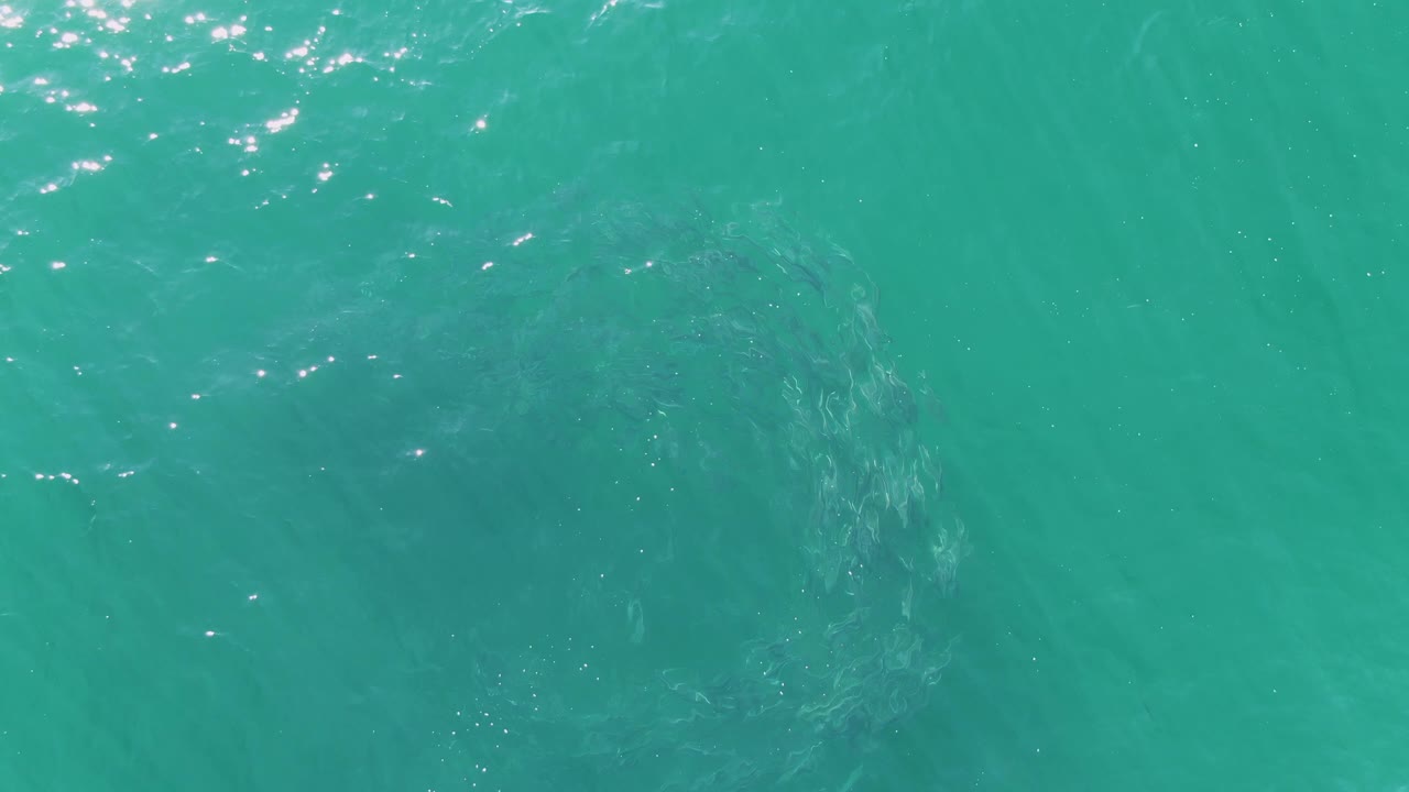 A dark whale form is visible through turquoise ocean water at Buzzards Beach, with scattered sunlight reflections near the upper part of the frame and no visible people.
