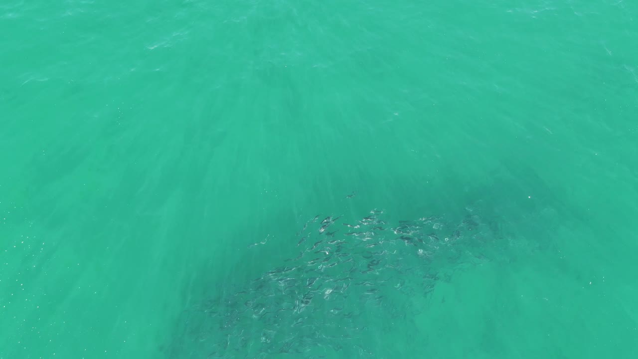 School of fish visible below clear turquoise water at Buzzards Beach, Baja California Sur, with faint surface ripples and no visible people.
