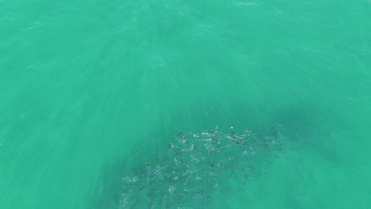 The fish school sits near the lower center of clear green-blue water at Buzzards Beach, with soft light bands across the surface and no visible people.