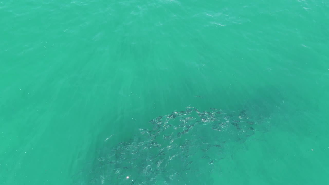 A darker cluster of fish is visible beneath rippled turquoise sea water at Buzzards Beach, Baja California Sur, with empty water around it and no visible people.