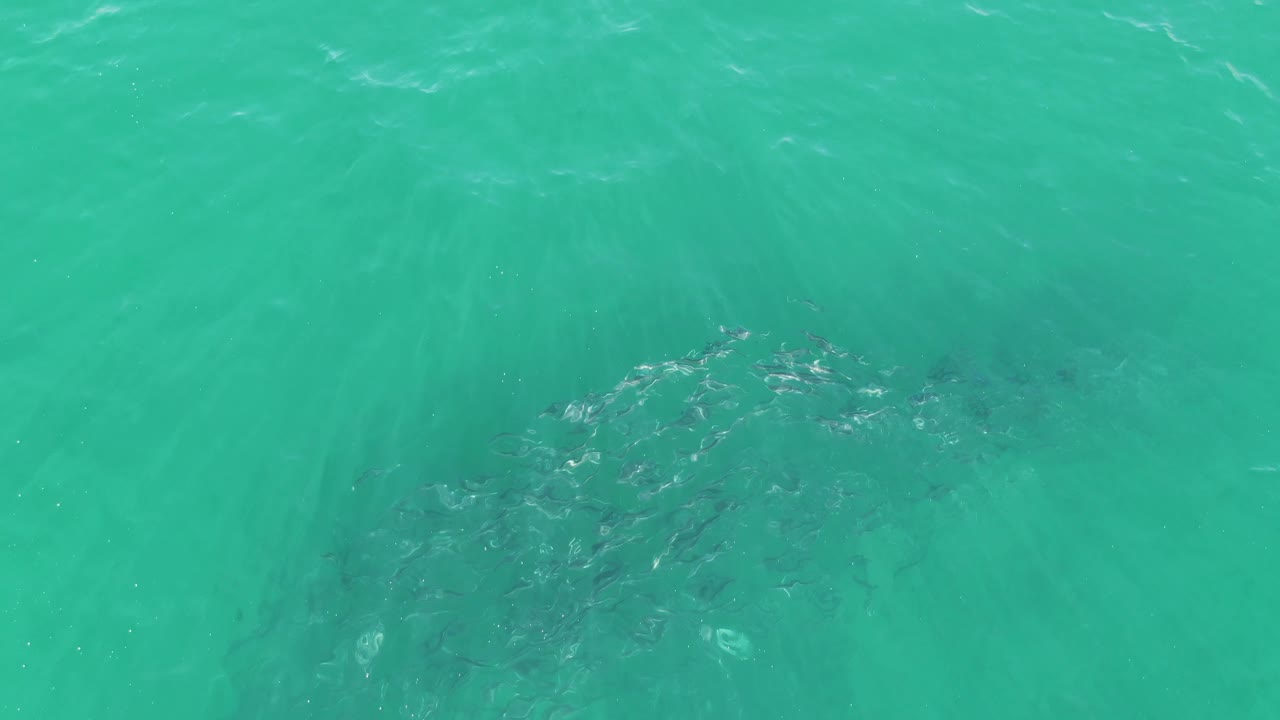 School of fish under brighter turquoise surface