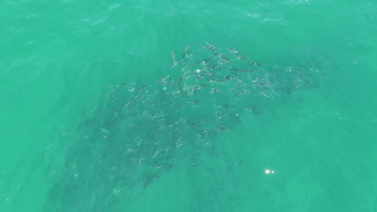 A compact school of small fish gathers below the rippled turquoise surface at Buzzards Beach, Baja California Sur, with no visible people.
