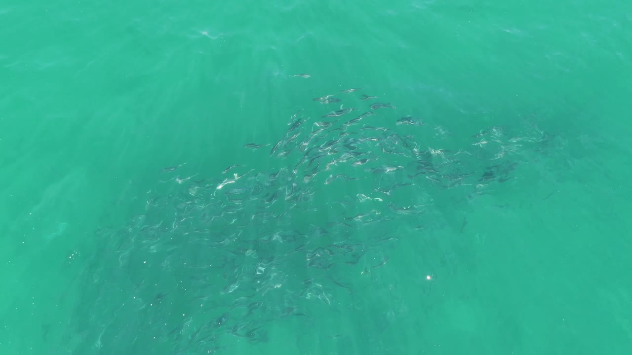 A loose cluster of small fish sits under the rippled turquoise surface at Buzzards Beach, Baja California Sur, with open water around it and no visible people.